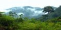 Vlet do pralesa na Borneu se pro uitelku zmnil v boj o ivot